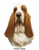 Basset Hound 9L9D-22_2